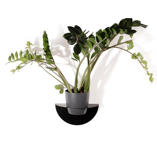 Elegant wall-mounted planter with a semi-circular, matte black metal base, perfect for adding greenery to modern spaces.